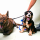 Image for article titled What It's Like To Adopt An Older Dog